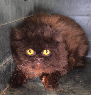 Illustration de l'article : Rescap&eacute; d&rsquo;un &eacute;levage clandestin, ce chat Persan au regard inquiet cherche une famille qui lui redonnera la joie de vivre