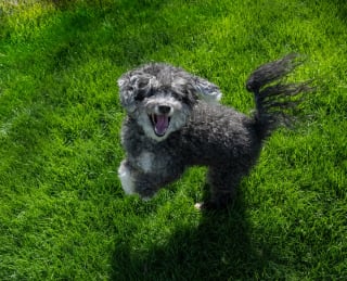 Illustration de l'article : Un chien qui remue la queue est toujours amical, vrai ou faux ?