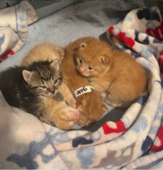 Illustration de l'article : Trouvés dans un pneu vide, une chatte et ses chatons sont sauvés grâce à une association