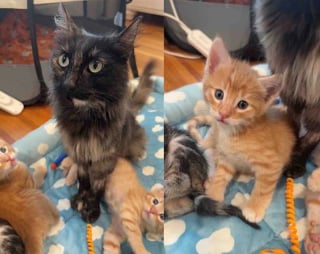 Illustration de l'article : Trouvés dans un pneu vide, une chatte et ses chatons sont sauvés grâce à une association