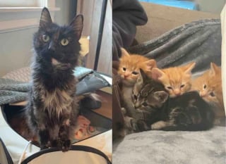 Illustration de l'article : Trouvés dans un pneu vide, une chatte et ses chatons sont sauvés grâce à une association