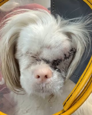 Illustration de l'article : Un Shih-Tzu aveugle et albinos trouve enfin une famille apr&egrave;s avoir subi une l'attaque d'un autre chien