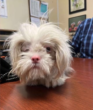 Illustration de l'article : Un Shih-Tzu aveugle et albinos trouve enfin une famille apr&egrave;s avoir subi une l'attaque d'un autre chien