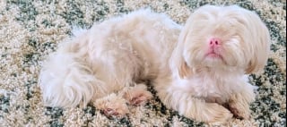 Illustration de l'article : Un Shih-Tzu aveugle et albinos trouve enfin une famille apr&egrave;s avoir subi une l'attaque d'un autre chien