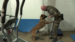 Illustration de l'article : Un Malinois de 1 an et demi aide la gendarmerie française à trouver du matériel informatique caché lors de perquisitions dans le cadre d’affaires de pédocriminalité ou de cryptomonnaie