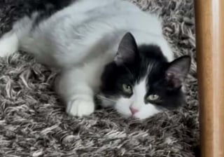 Illustration de l'article : Un chaton tr&egrave;s craintif surmonte sa peur en se pr&eacute;sentant devant la fen&ecirc;tre d&rsquo;un &eacute;tranger et devient un vrai chat d&rsquo;int&eacute;rieur (vid&eacute;o)
