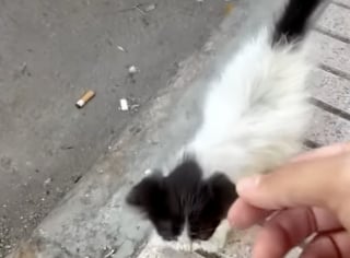 Illustration de l'article : Un chaton tr&egrave;s craintif surmonte sa peur en se pr&eacute;sentant devant la fen&ecirc;tre d&rsquo;un &eacute;tranger et devient un vrai chat d&rsquo;int&eacute;rieur (vid&eacute;o)