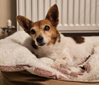 Illustration de l'article : Une Jack Russell Terrier de 22 ans impressionne gr&acirc;ce &agrave; ses capacit&eacute;s motrices et physiques dignes d'un chiot (vid&eacute;o)