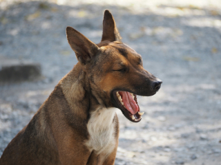 Illustration de l'article : Un chien qui b&acirc;ille est-il forc&eacute;ment fatigu&eacute; ?