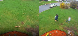 Illustration de l'article : Une femme accompagn&eacute;e d'un enfant vole un chien devant chez lui, son acte est film&eacute; et l'animal rendu &agrave; sa famille 3 jours plus tard