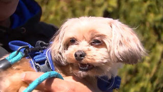 Illustration de l'article : Une femme accompagn&eacute;e d'un enfant vole un chien devant chez lui, son acte est film&eacute; et l'animal rendu &agrave; sa famille 3 jours plus tard