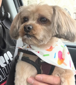 Illustration de l'article : Une femme accompagn&eacute;e d'un enfant vole un chien devant chez lui, son acte est film&eacute; et l'animal rendu &agrave; sa famille 3 jours plus tard