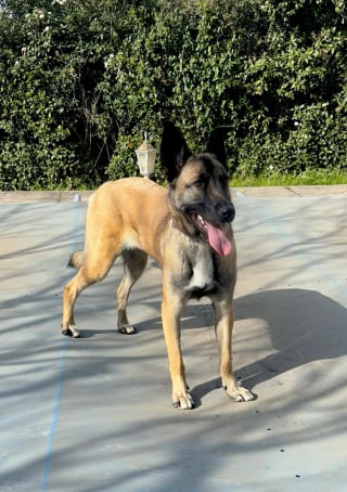 Illustration de l'article : Sauv&eacute;e d'une fourri&egrave;re &agrave; La R&eacute;union puis abandonn&eacute;e apr&egrave;s une s&eacute;paration, cette chienne esp&egrave;re rencontrer la famille qui changera sa vie