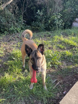 Illustration de l'article : Sauv&eacute;e d'une fourri&egrave;re &agrave; La R&eacute;union puis abandonn&eacute;e apr&egrave;s une s&eacute;paration, cette chienne esp&egrave;re rencontrer la famille qui changera sa vie