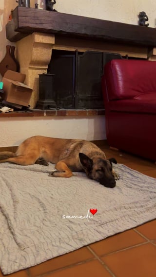 Illustration de l'article : Sauv&eacute;e d'une fourri&egrave;re &agrave; La R&eacute;union puis abandonn&eacute;e apr&egrave;s une s&eacute;paration, cette chienne esp&egrave;re rencontrer la famille qui changera sa vie