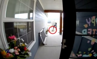 Illustration de l'article : &laquo; J'&eacute;tais en &eacute;tat de choc total &raquo;, la direction d'Amazon enqu&ecirc;te sur un livreur ayant violemment projet&eacute; au sol le chien d'une famille