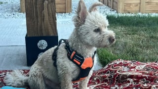 Illustration de l'article : &laquo; J'&eacute;tais en &eacute;tat de choc total &raquo;, la direction d'Amazon enqu&ecirc;te sur un livreur ayant violemment projet&eacute; au sol le chien d'une famille