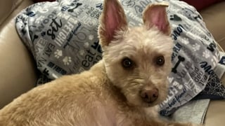 Illustration de l'article : &laquo; J'&eacute;tais en &eacute;tat de choc total &raquo;, la direction d'Amazon enqu&ecirc;te sur un livreur ayant violemment projet&eacute; au sol le chien d'une famille