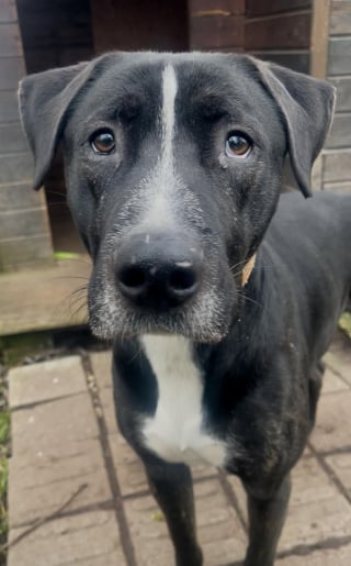 Illustration de l'article : Arrivé en refuge après une vie instable, ce chien qui était invisible au refuge a enfin été choisi par une famille (vidéo)