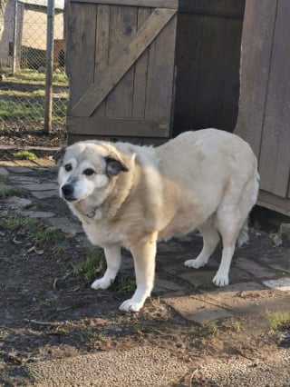 Illustration de l'article : Marqu&eacute;e par son pass&eacute; dans la rue, cette douce chienne attend au refuge une famille pr&ecirc;te &agrave; l&rsquo;accompagner avec amour (vid&eacute;o)