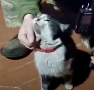 Illustration de l'article : En pleine zone de guerre, un drone militaire réussit l’évacuation aérienne d’un chat et d’un chien sur 12 km (vidéo)