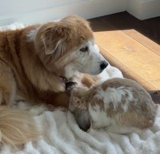Illustration de l'article : &laquo; Arr&ecirc;tez, c'est adorable ! &raquo;, une chienne Golden Retriever &acirc;g&eacute;e prend un lapin pour son b&eacute;b&eacute; (vid&eacute;o)