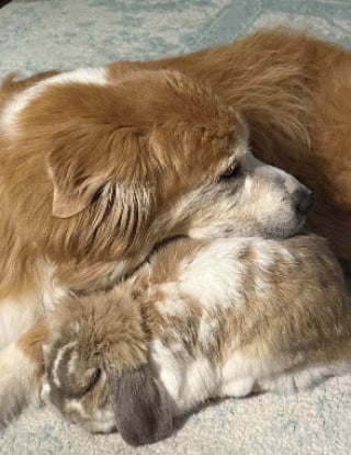 Illustration de l'article : &laquo; Arr&ecirc;tez, c'est adorable ! &raquo;, une chienne Golden Retriever &acirc;g&eacute;e prend un lapin pour son b&eacute;b&eacute; (vid&eacute;o)