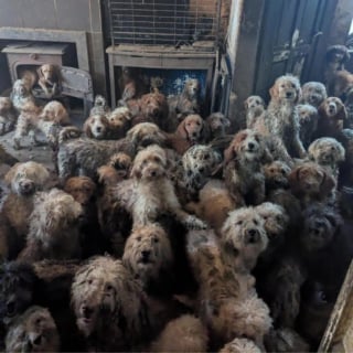 Illustration de l'article : Plus de 250 crois&eacute;s Caniches secourus apr&egrave;s avoir v&eacute;cu dans des conditions si choquantes que les photos laissent croire &agrave; une cr&eacute;ation par IA