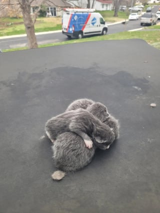 Illustration de l'article : D&eacute;couverts sous la b&acirc;che de protection d'une voiture, 3 chatons sont secourus avec leur m&egrave;re juste avant un orage et plac&eacute;s en famille d'accueil