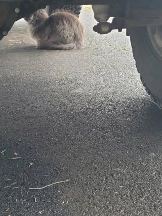 Illustration de l'article : D&eacute;couverts sous la b&acirc;che de protection d'une voiture, 3 chatons sont secourus avec leur m&egrave;re juste avant un orage et plac&eacute;s en famille d'accueil