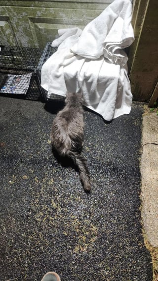 Illustration de l'article : D&eacute;couverts sous la b&acirc;che de protection d'une voiture, 3 chatons sont secourus avec leur m&egrave;re juste avant un orage et plac&eacute;s en famille d'accueil