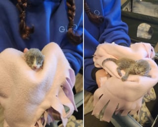 Illustration de l'article : D&eacute;couverts sous la b&acirc;che de protection d'une voiture, 3 chatons sont secourus avec leur m&egrave;re juste avant un orage et plac&eacute;s en famille d'accueil