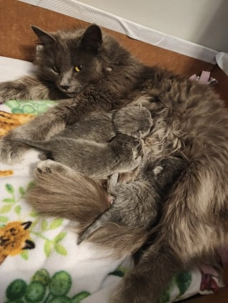 Illustration de l'article : D&eacute;couverts sous la b&acirc;che de protection d'une voiture, 3 chatons sont secourus avec leur m&egrave;re juste avant un orage et plac&eacute;s en famille d'accueil