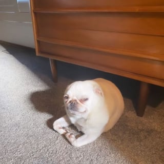 Illustration de l'article : 12 photos de chats et chiens pris sur le vif qui d&eacute;fient toute logique