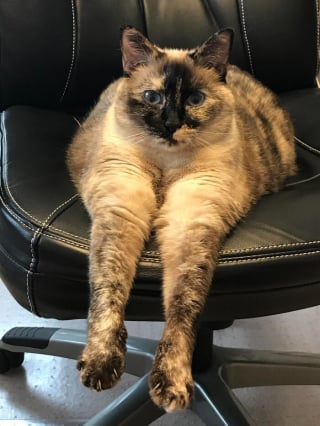 Illustration de l'article : 12 photos de chats et chiens pris sur le vif qui d&eacute;fient toute logique