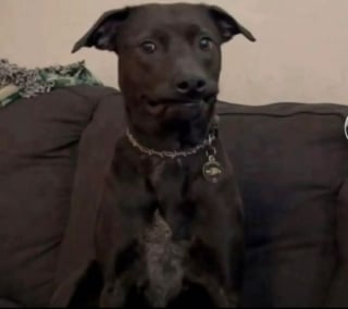 Illustration de l'article : 12 photos de chats et chiens pris sur le vif qui d&eacute;fient toute logique