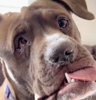 Illustration de l'article : Cette chienne &agrave; la m&acirc;choire cass&eacute;e et aux multiples fractures a subi des soins v&eacute;t&eacute;rinaires lourds avant de trouver un foyer stable