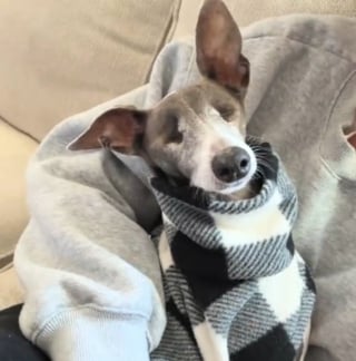 Illustration de l'article : Une famille qui ne voulait pas de chien adopte finalement un Petit L&eacute;vrier Italien aveugle et d&eacute;couvre un amour sans limites (vid&eacute;o)