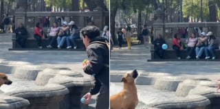 Illustration de l'article : Un chien errant joue dans une fontaine et persuade les passants de lui lancer la balle pour s&rsquo;amuser (vid&eacute;o)