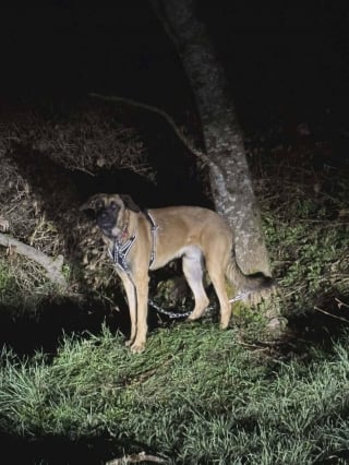 Illustration de l'article : Abandonn&eacute; et encha&icirc;n&eacute; &agrave; un arbre en pleine nuit, ce chien retrouve le go&ucirc;t de jouer avec ses cong&eacute;n&egrave;res au refuge qui l'a sauv&eacute; (vid&eacute;o)