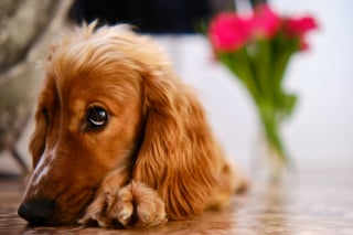 Illustration de l'article : Pourquoi votre chien prend-il un air coupable quand il fait une bêtise ?