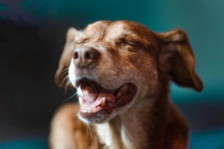 Illustration de l'article : Émotions canines, une étude montre que les chiens pleurent de joie en retrouvant leur propriétaire