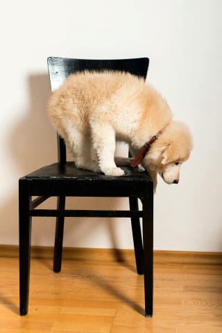 Illustration de l'article : 7 mesures &agrave; prendre pour prot&eacute;ger votre chien dans votre maison