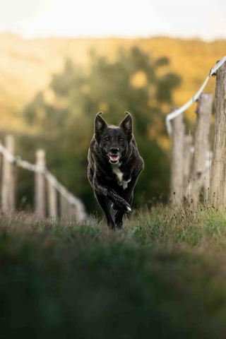 Illustration de l'article : 7 conseils importants pour &eacute;viter de perdre votre chien