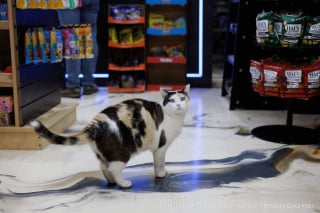 Illustration de l'article : 14 chats qui ont trouv&eacute; leur vocation professionnelle