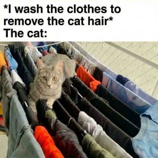 Illustration de l'article : 14 chats qui ont trouv&eacute; leur vocation professionnelle