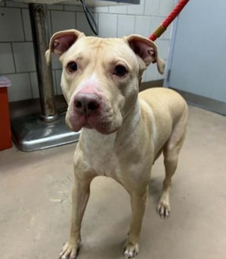 Illustration de l'article : Contraint de quitter les Etats-Unis, il retrouve son chien au Mexique apr&egrave;s un p&eacute;riple d'une semaine organis&eacute; par plusieurs associations