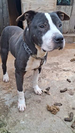 Illustration de l'article : Un chien condamné à vivre attaché dans ses excréments est sauvé après l’alerte d’un commissariat des Yvelines