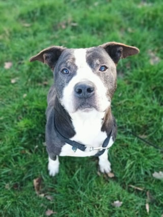 Illustration de l'article : Un chien condamné à vivre attaché dans ses excréments est sauvé après l’alerte d’un commissariat des Yvelines