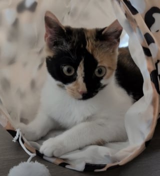 Illustration de l'article : &laquo; D&egrave;s qu&rsquo;on a un chat, on oublie la solitude &raquo;, cette chatte calico refuse de laisser sa ma&icirc;tresse seule une seconde (vid&eacute;o)